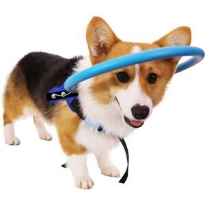 Blind Dog Harness Guiding Device Blind Dog Halo Pet Anti-Collision Medium